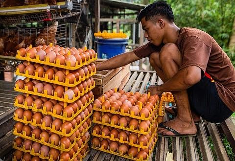 PERLUAS SUMBER BEKALAN: Ladang Bogor di Indonesia menternak 3,400 ayam yang berupaya menghasilkan hampir 180 kilogram telur setiap hari. - Foto AFP