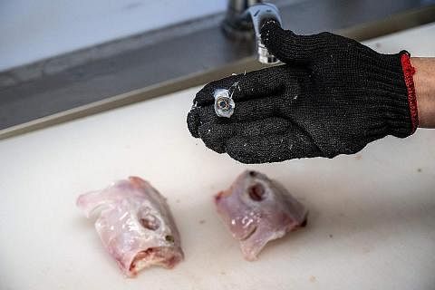 BOLEH MUDARAT: Seorang tukang masak di Jepun menunjukkan isi ikan buntal yang telah disiapkan untuk dimasak. Berita sepasang suami-isteri di Malaysia yang maut selepas makan isi ikan buntal telah menghalakan tumpuan kepada kurang penguatkuasaan di sa