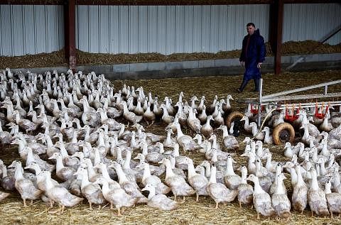 TERJEJAS TERUK: Kawasan barat daya Perancis yang mempunyai sektor pembiakan itik yang besar untuk menghasilkan 'foie gras pate' dilanda gelombang flu burung. - Foto REUTERS