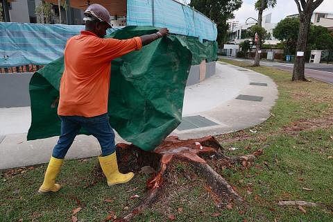 KURANG TEMPAT BERTEDUH: Lima pokok kelihatan telah ditebang, dengan hanya tunggul yang ditinggalkan di Hougang Avenue 2 pada 14 Mei. - Foto SHIN MIN