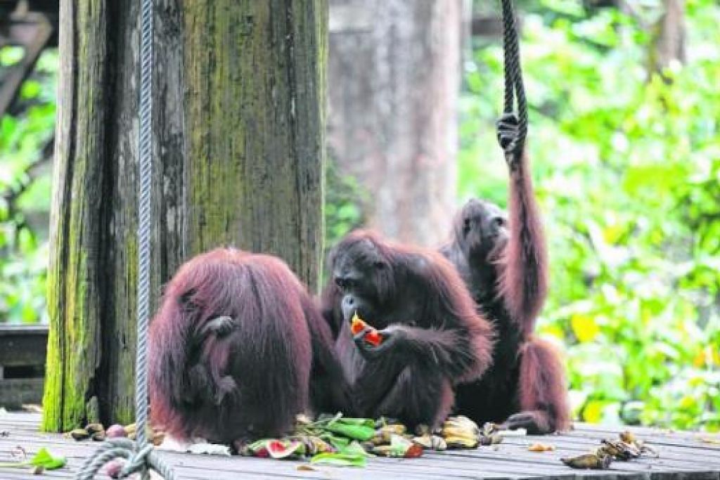 Murid Punggol Jadi Jurufoto Natgeo Berita Gaya Hidup Beritaharian Sg