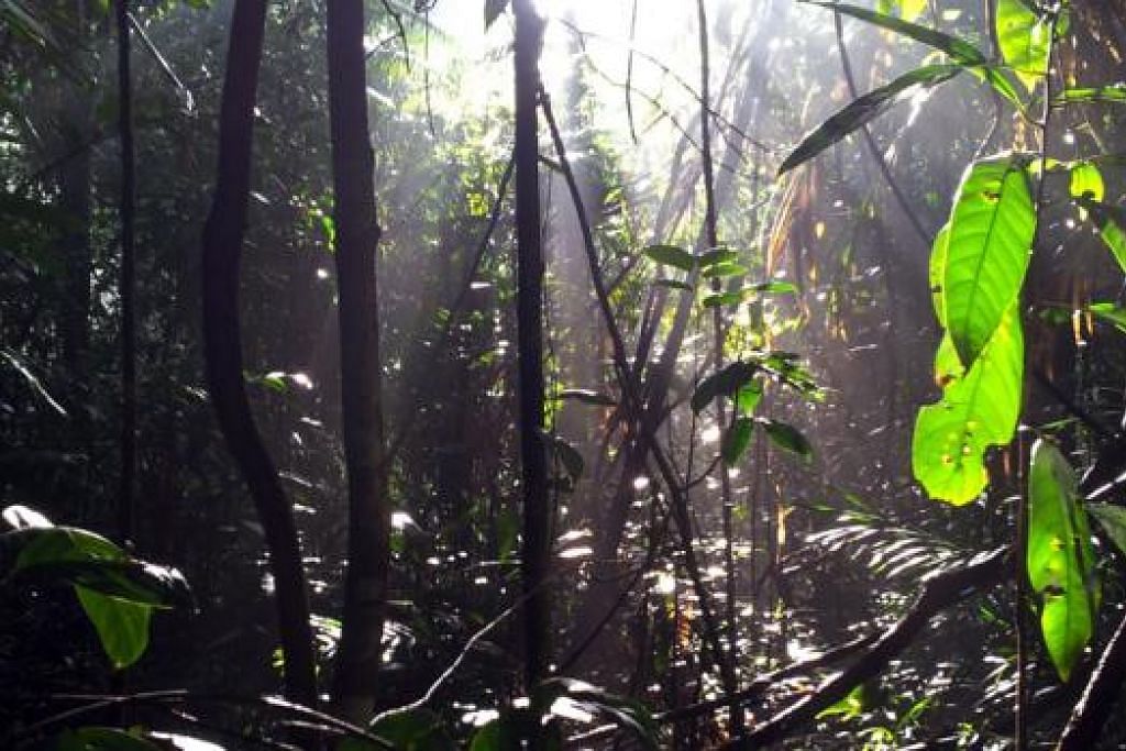 KEINDAHAN PAGI: Sinaran mentari menyelinap di celah-celah pohon menyambut pengunjung Hutan Simpan Bukit Timah pada awal pagi.