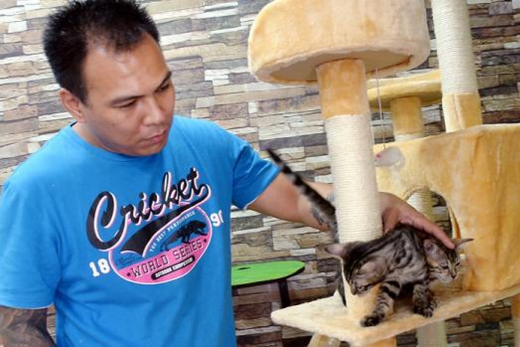 Buka kedai jual kucing peliharaan, Berita Setempat - BeritaHarian.sg