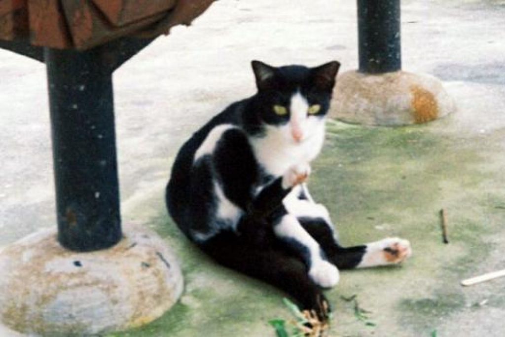 SI TOMPOK: Salah seorang belia, Muhammad Nuh Al-Fathani B.A.S, telah mengambil gambar seekor kucing yang sering kelihatan di kawasan flat sewa Lengkok Bahru. - Foto KOPITIAM LENGKOK BAHRU 