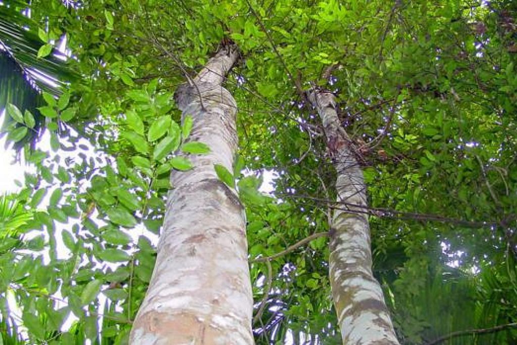 Pelabur Gigit Jari Duit Tidak Tumbuh Di Pokok Gaharu Berita Setempat Beritaharian Sg