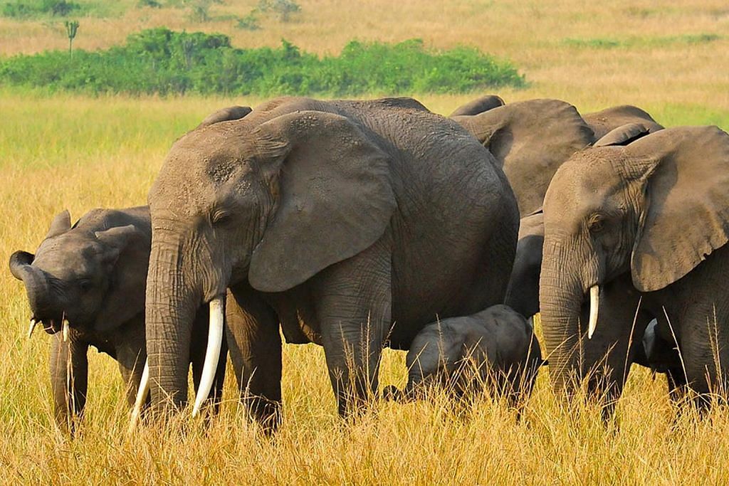 Kirimkan pengalaman melancong anda BERITA MELANCONG Pelancong 'penyelamat' gajah Afrika