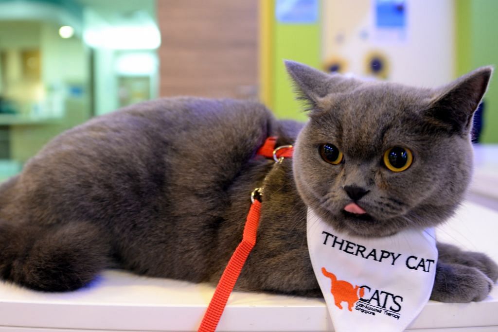 PELIHARA KUCING Terapi kucing penghapus duka