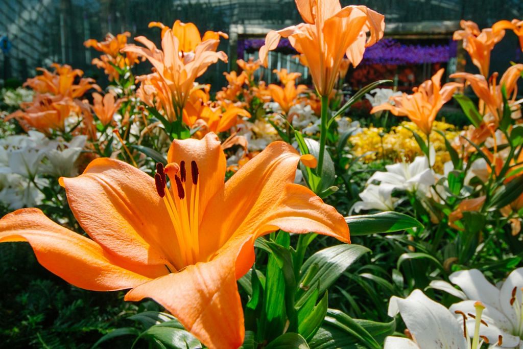 Menakjubkan 24 Bunga  Lili  Bahasa  Arab  Gambar Bunga  Indah