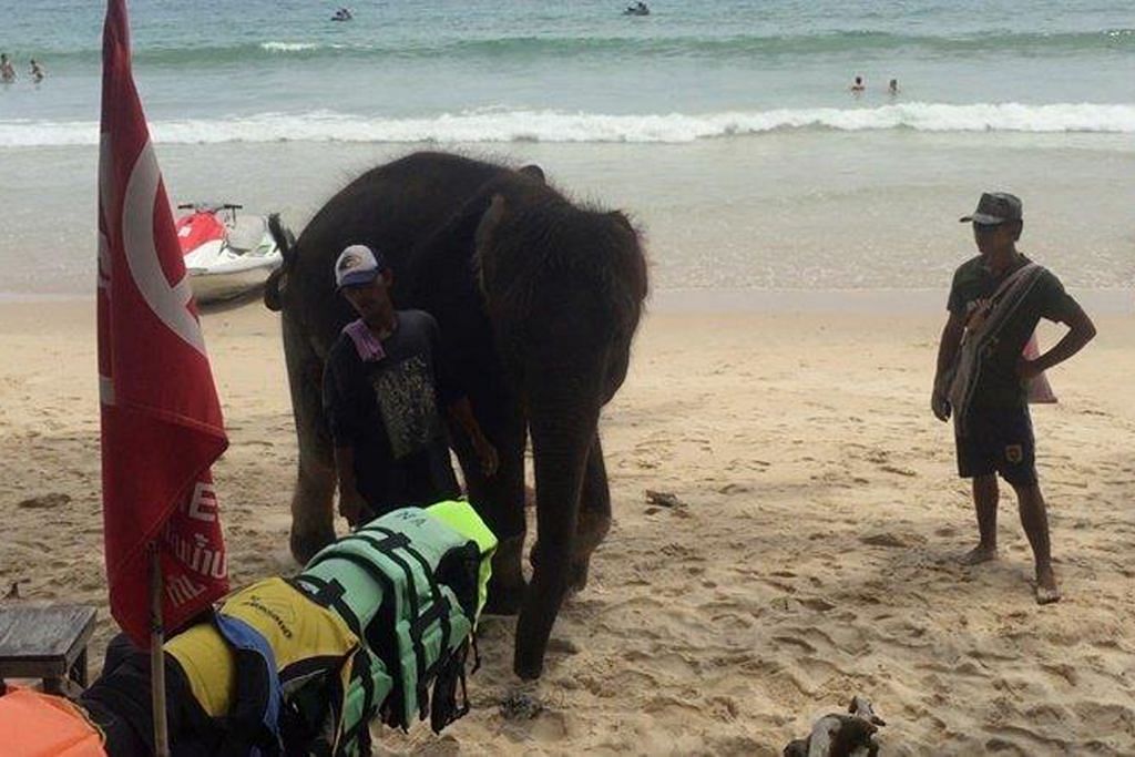 Gajah seludup dipaksa layan pelancong di pantai Phuket