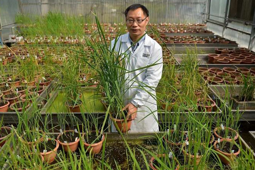 Temasek Rice - beras baru dihasilkan di S'pura