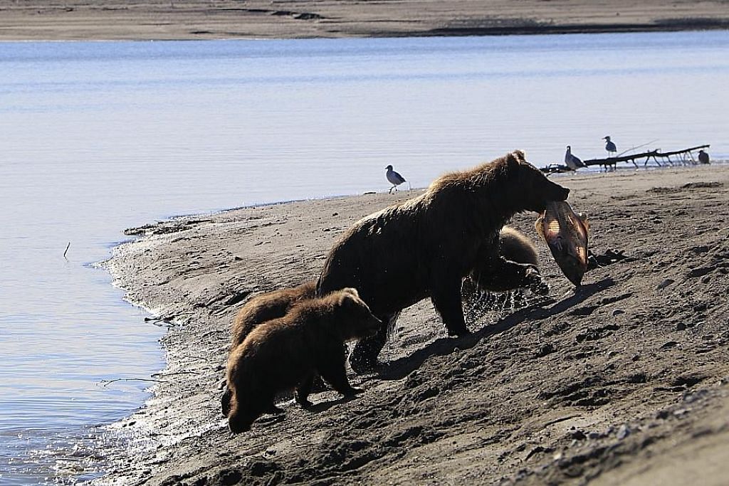 Teruja lihat gelagat beruang liar di Alaska KEMBARA
