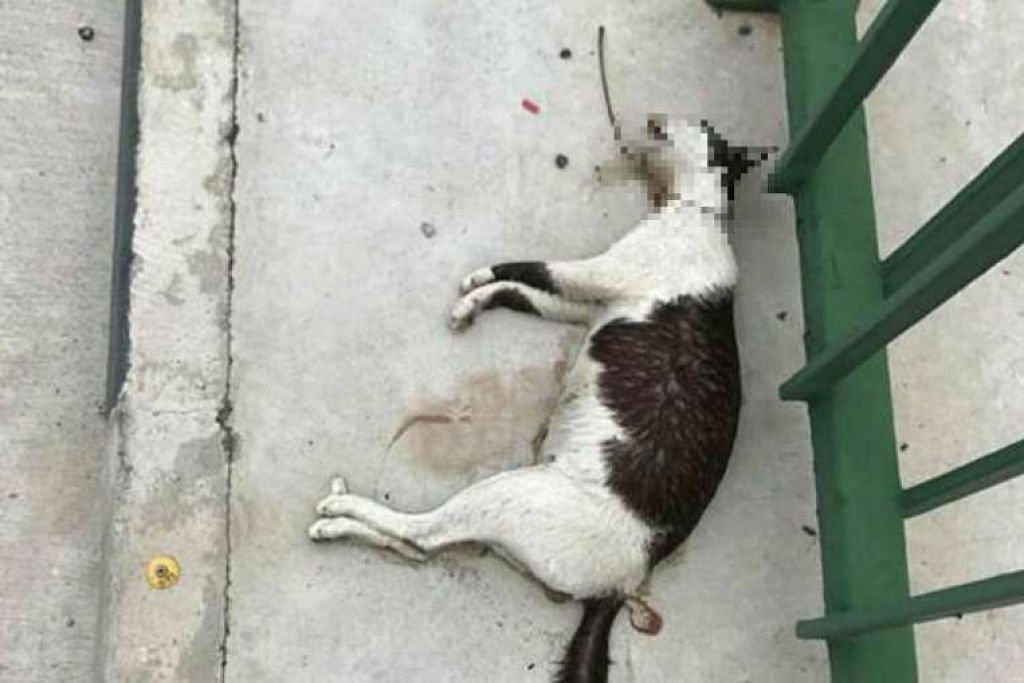 Satu Daripada 2 Kucing Yang Ditemui Mati Di Yishum Diserang Anjing