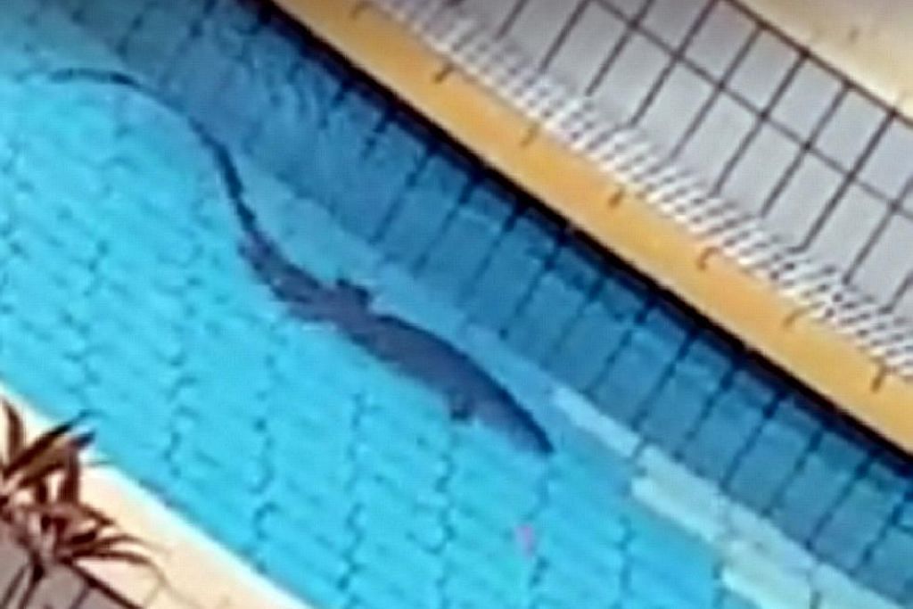Biawak ditemui berenang di kolam renang Jurong East