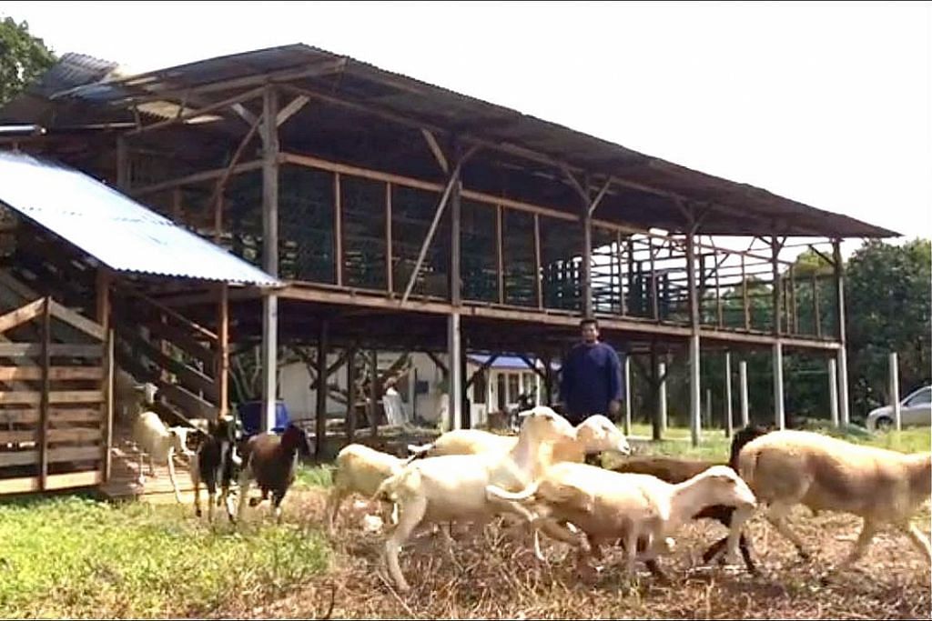 Anak Singapura buka ladang kambing di Johor selepas raih ilmu gembala