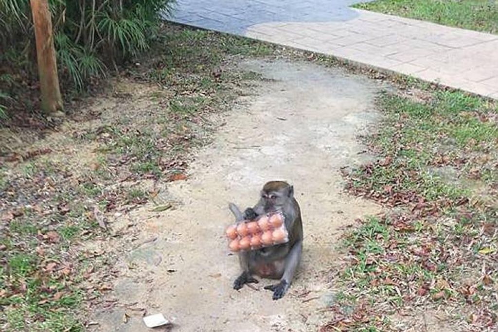 AVA tangkap monyet 'sesat' di estet perumahan Punggol