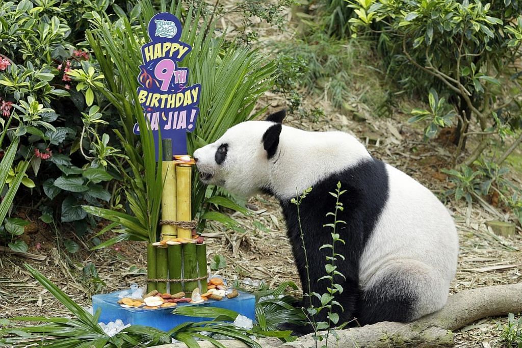 Panda Kai Kai dan Jia Jia sambut hari lahir