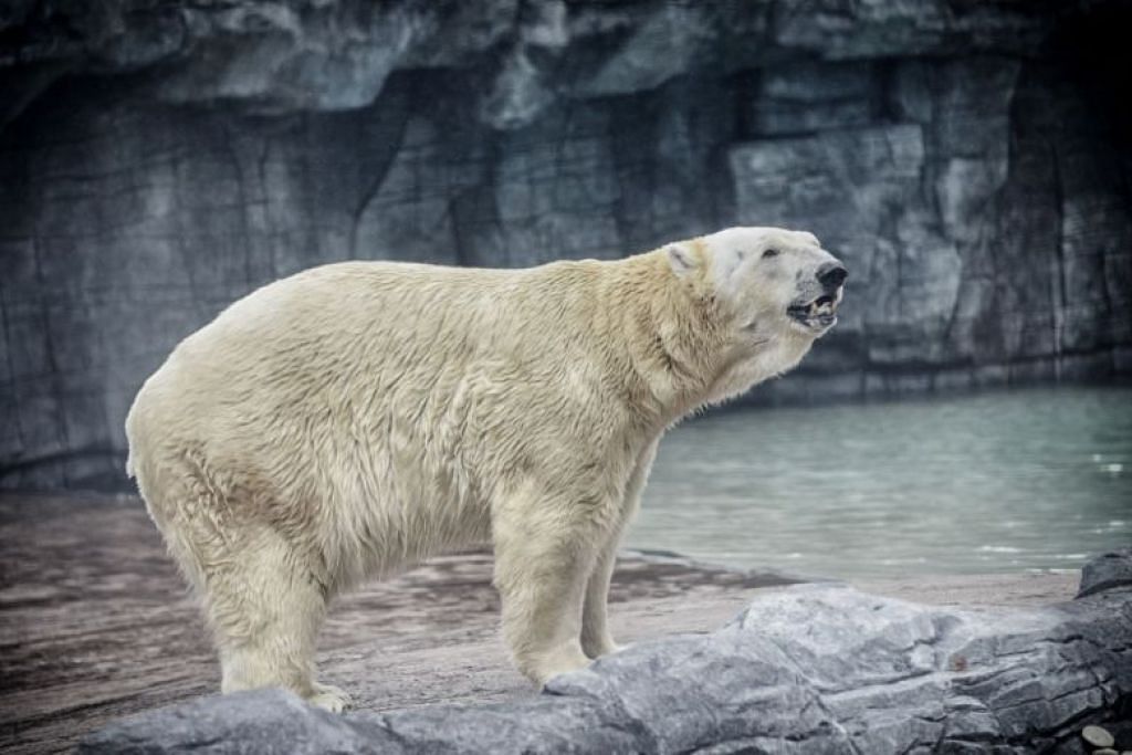 Inuka the last polar bear of Singapore died on 25 April 2018. Her skeletal remains will be preserved.