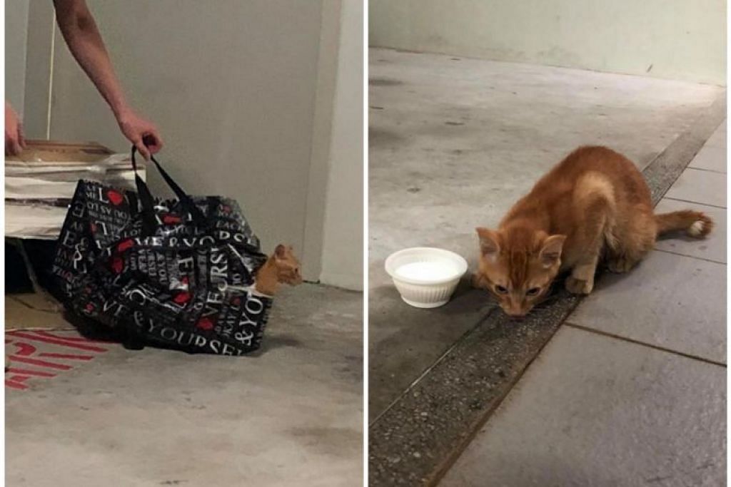 SPCA offering $1,000 reward for information on kitten left sealed in zipped bag in Taman Jurong