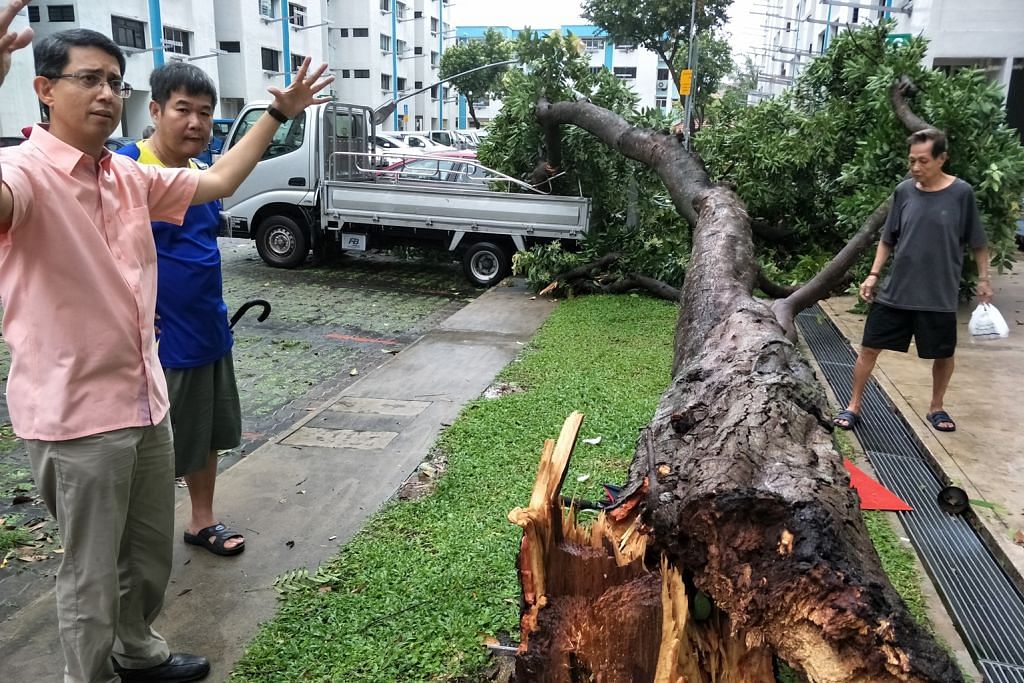 Banjir kilat di Seletar, pokok tumbang di Yishun