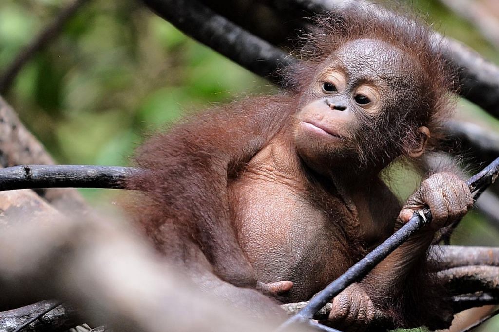 150,000 orang hutan lenyap dari hutan Borneo