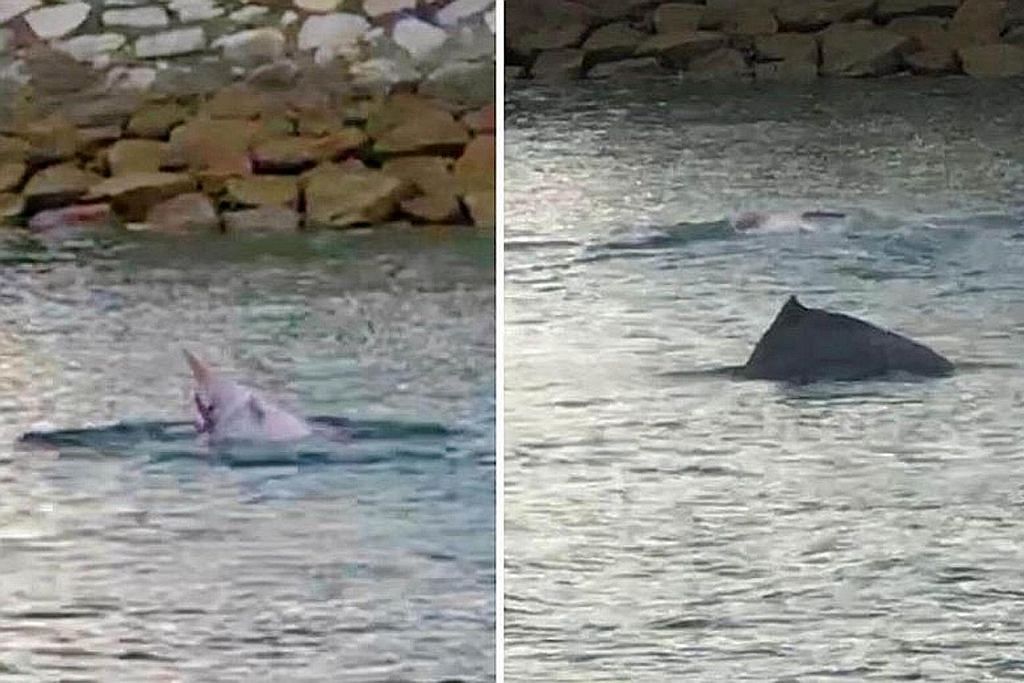 Ikan lumba-lumba merah jambu ditemui dekat Pulau Semakau