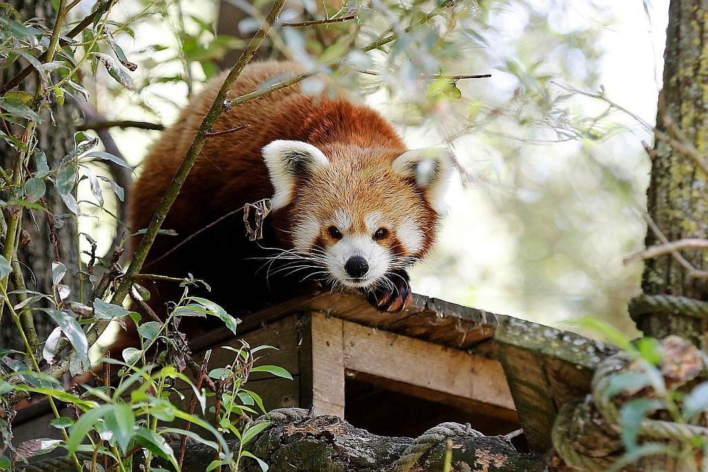 Panda merah betina diletak di River Safari bagi program pembiakan