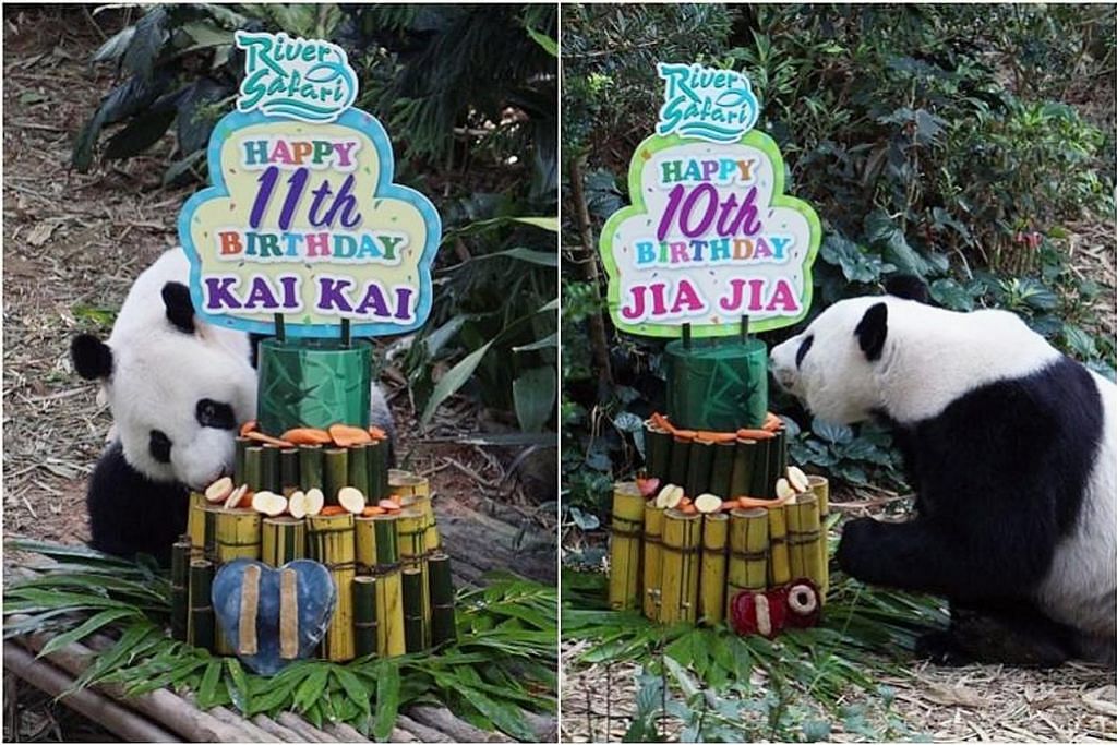 Pasangan panda Kai Kai, Jia Jia sambut ulang tahun di River Safari