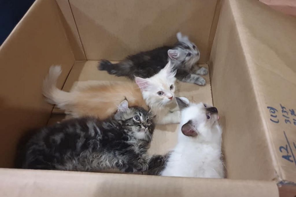 Man caught with 4 live kittens stuffed down his pants at Tuas Checkpoint