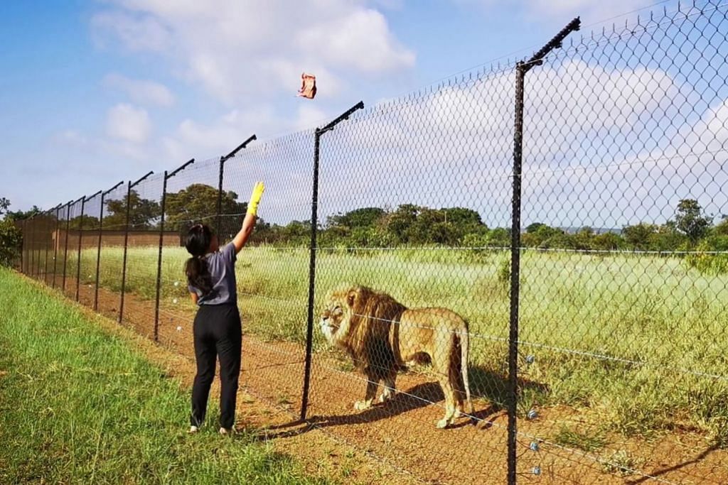 Jelajah Ke Afrika Selatan Ikuti Program Pulihara Haiwan Berita Setempat Beritaharian Sg