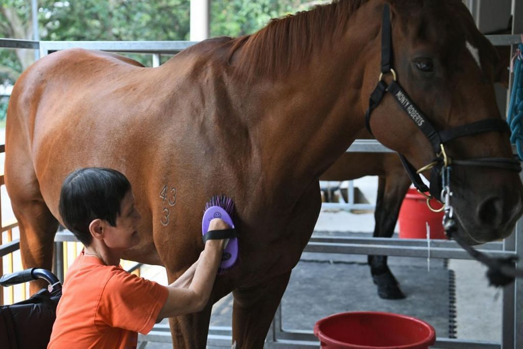 Terapi Kuda Semakin Popular Di Singapura Berita Setempat Beritaharian Sg