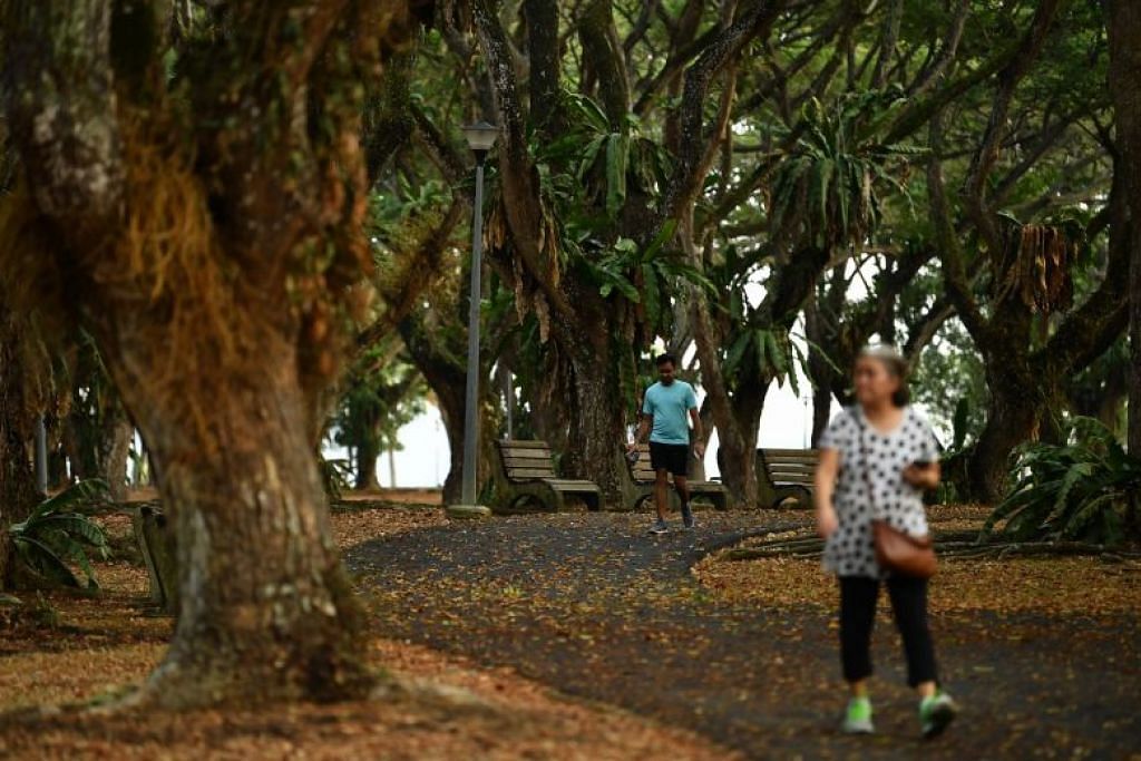 Terangi Taman Pasir Ris Dengan Lebih Kunang Kunang Berita Setempat Beritaharian Sg