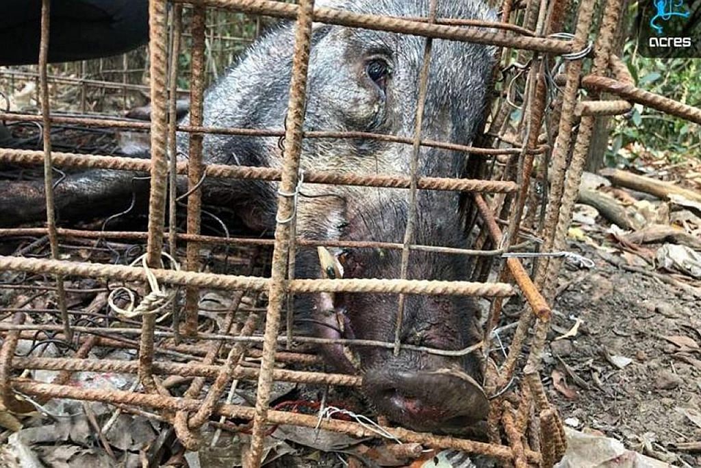 Babi hutan ditemui mati dalam perangkap haram di Lim Chu Kang