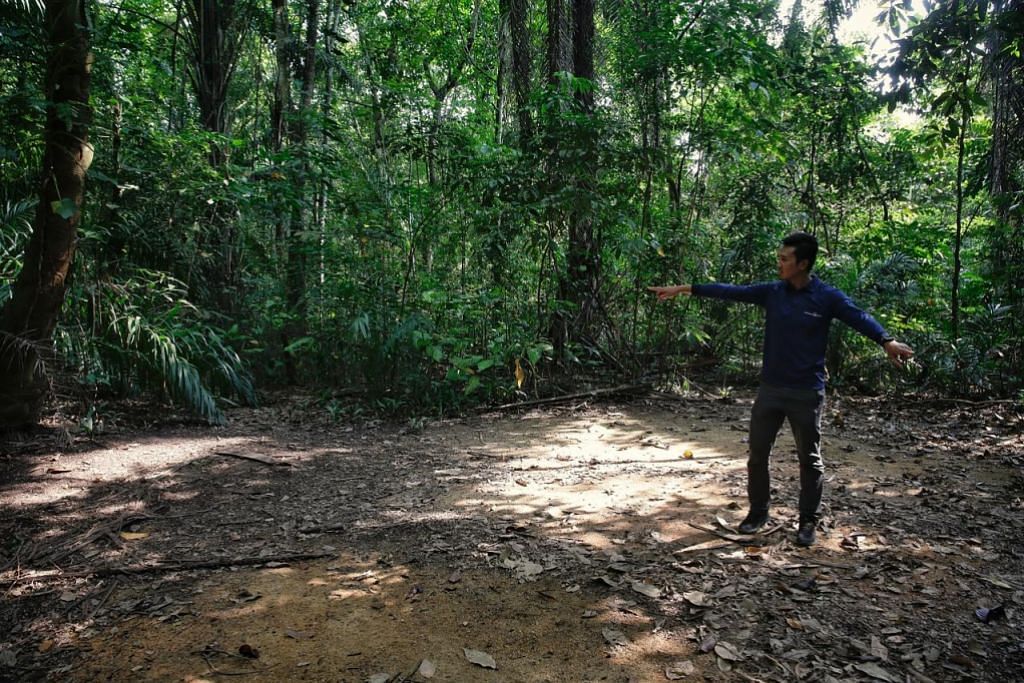 Kajian LTA: Laluan Rentas Pulau boleh lalui bawah atau keliling hutan simpanan