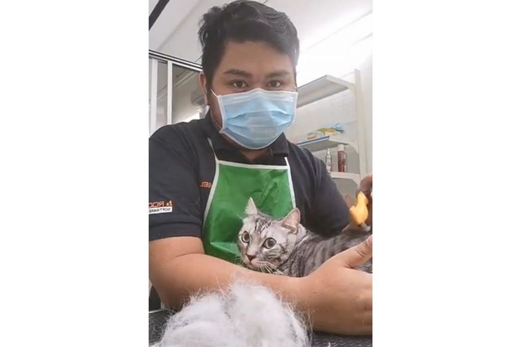 Kucing pun nak u0027guntingu0027 rambut, Berita Setempat - BeritaHarian.sg