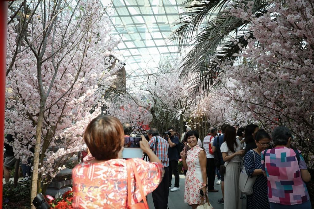 Perjalanan ke Jepun terganggu? Nikmati keindahan bunga sakura di Taman di Persisiran