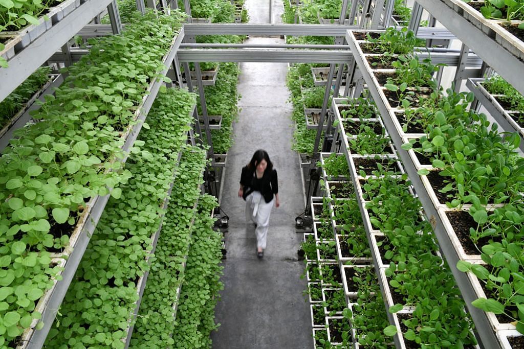 Kelompok pertanian-makanan berteknologi tinggi akan dibangunkan di Lim Chu Kang