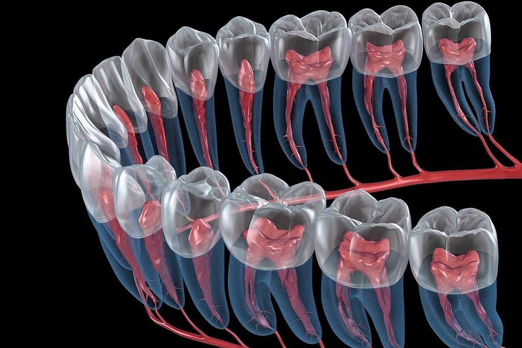 Beberapa fakta mengenai pertumbuhan gigi