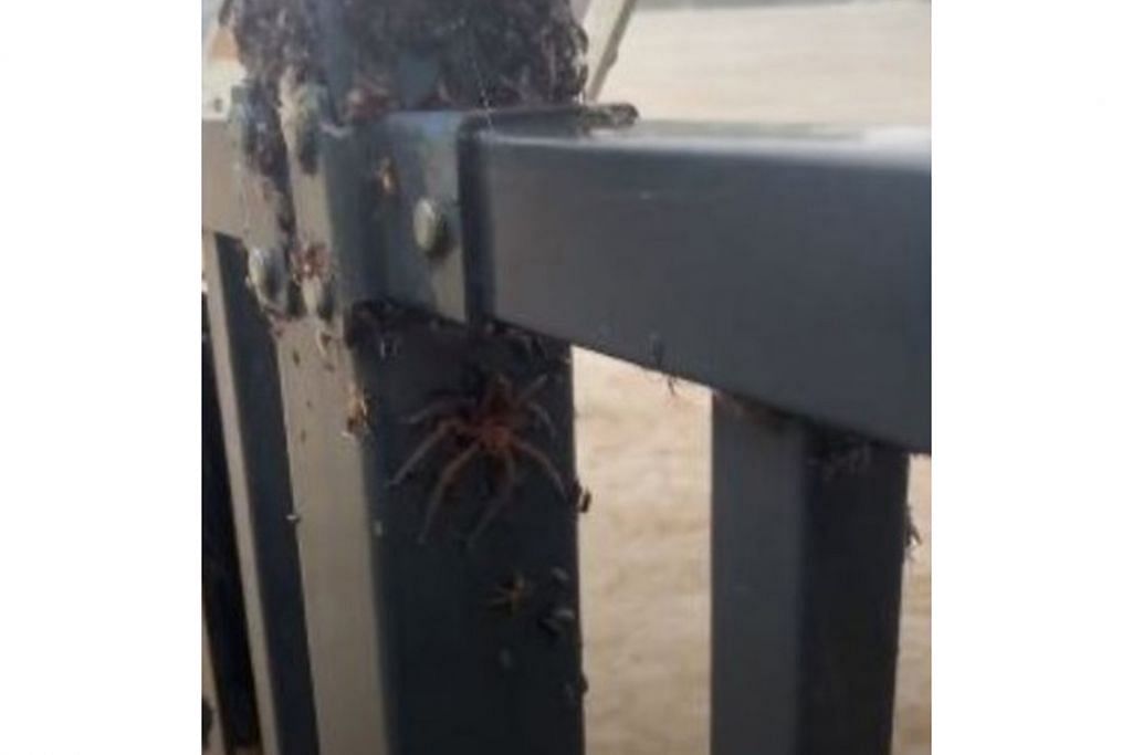Australia dilanda lambakan labah-labah berbisa sejurus bah