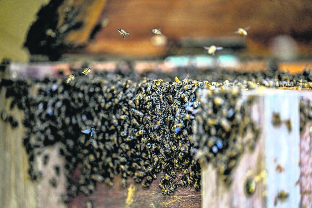 Madu lebah Yaman diancam oleh perubahan iklim