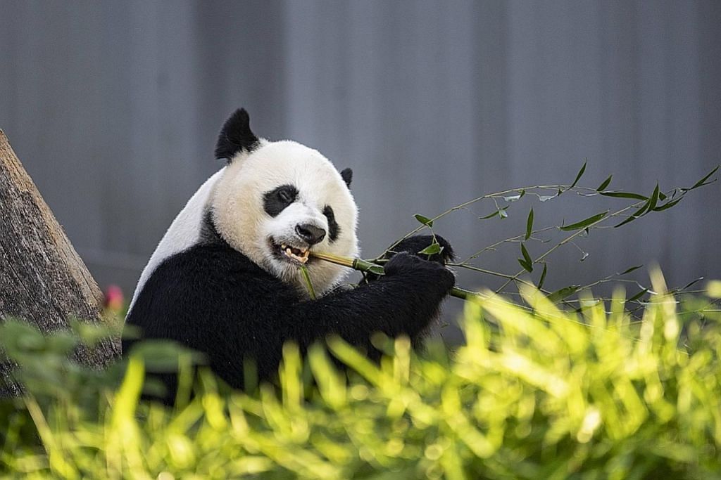 Panda Dikeluar Dari Senarai Haiwan Terancam Berita Dunia Beritaharian Sg