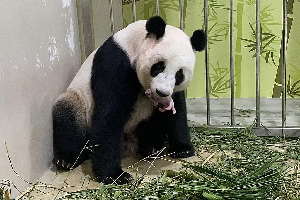 SG dapat anak panda pertama, anak Kai Kai dan Jia Jia di River Safari