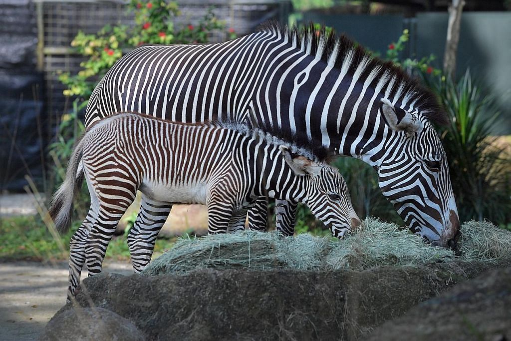 Taman Haiwan sambut kelahiran anak zebra