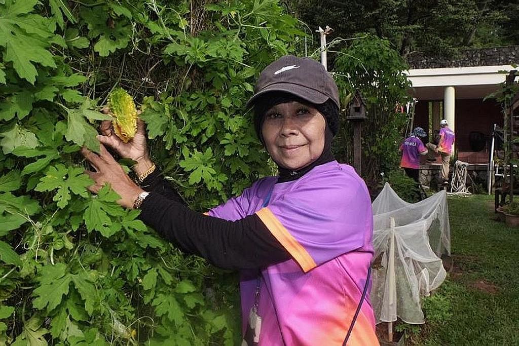 MASIH CERGAS: Biarpun usia mencecah 70 tahun, Cik Siti Aminah Ahmad masih mampu berkebun tanpa banyak masalah pada sendi-sendinya. - Foto BM oleh KHALID BABA