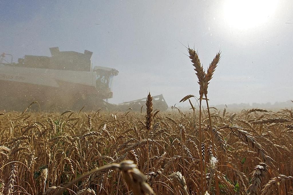 DARI RUSSIA: Ladang gandum di penempatan Sredniy di wilayah Stavropol, Russia. Negara itu merupakan pengimport utama dunia bagi gandum. - Foto REUTERS TERJEJAS AKIBAT GANGGUAN: Inflasi makanan yang naik 2.6 peratus bulan lalu, boleh tertekan dengan g