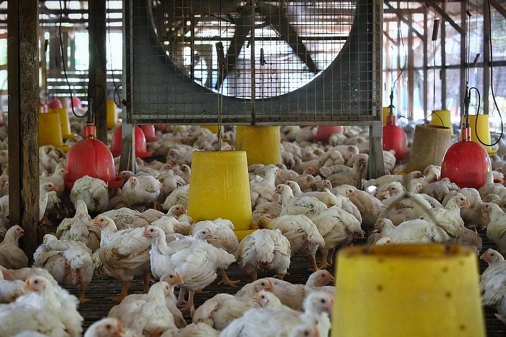 ISU BEKALAN AYAM: Seorang kakitangan di ladang ternak ayam menuang dedak ke dalam tempat makan ayam yang dijaga dalam reban menerusi sistem penternakan tertutup di Johor, yang dirakam wartawan semasa kunjungan yang dilakukan semalam. - Foto-foto BH o