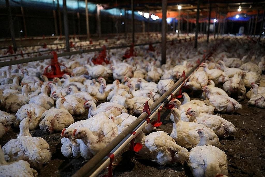 KOS TERNAKAN LEBIH TINGGI: Penternak ayam Malaysia menghadapi harga makanan ayam yang meningkat sejak 2020. - Foto REUTERS