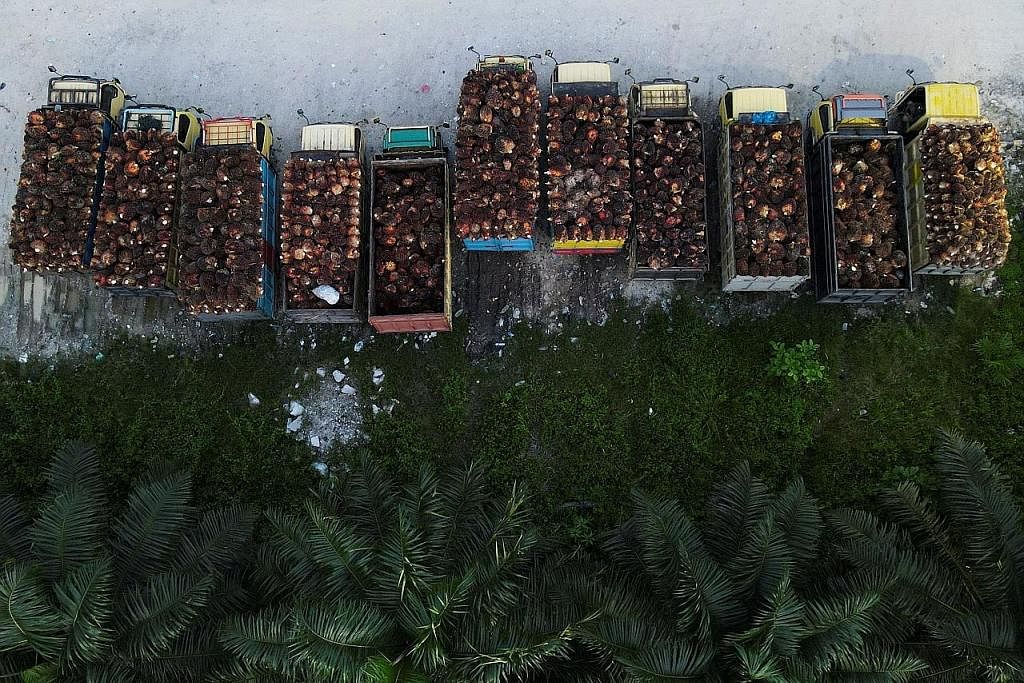 BARANG KEPERLUAN: Lori sarat dengan buah sawit diletakkan di sebuah kilang di Kabupaten Siak di wilayah Riau, Indonesia, bulan lalu. - Foto REUTERS
