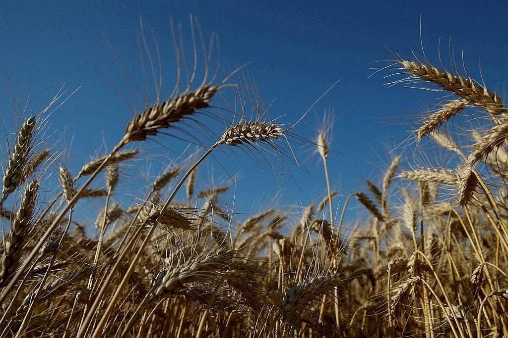 JEJAS BEKALAN DUNIA: Kekurangan eksport gandum dari Ukraine telah menaikkan harga bahan itu selain mencetuskan kekurangan makanan pada peringkat dunia. - Foto REUTERS