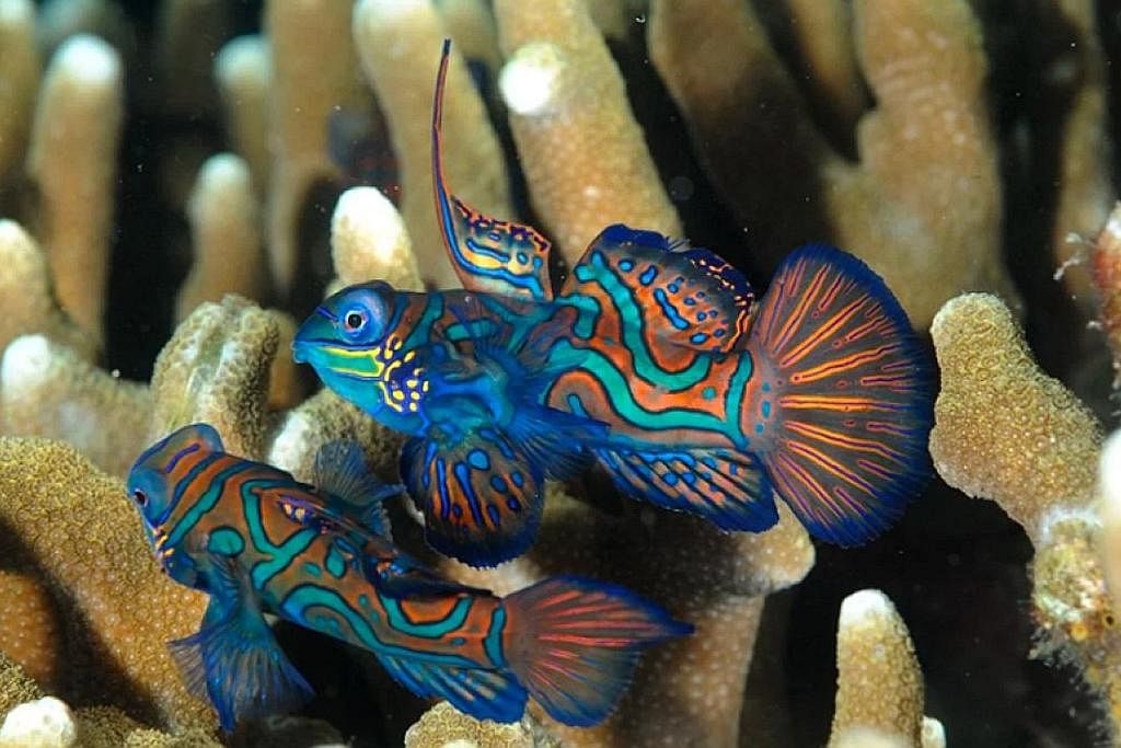 IKAN MANDARIN: Sepasang ikan bercorak alunan warna biru dan jingga dilihat di perairan Singapura, disyaki dibebaskan oleh perdagangan akuarium. Spesies ini tidak diketahui untuk ditemui di perairan Singapura.