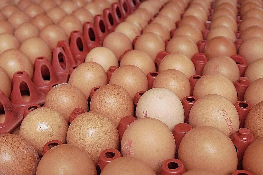 BAHAN PENTING MAKANAN: Harga telur yang meningkat akan menaikkan banyak harga makanan yang menggunakan telur sebagai bahan utama persiapan makanan. - Foto BH oleh KHALID BABA KUTIP TELUR: Seorang pekerja di lad ang ternakan telur ayam yang dimiliki E
